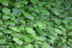 Rhynchoglossum notonianum